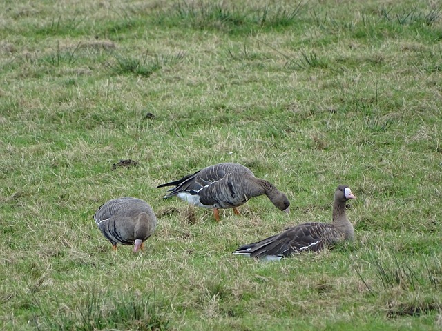 的进攻策略 的进攻策略