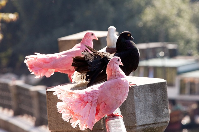 稳定性将成 稳定性将成